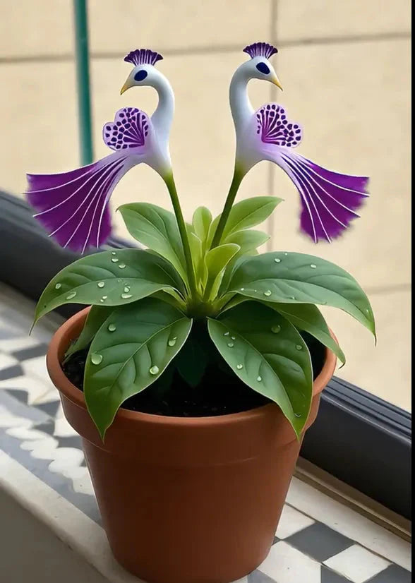 🔥Последни 3 часа: 50% отстъпка🌺 Семена от паунов цвят семе ✨Лесни за отглеждане