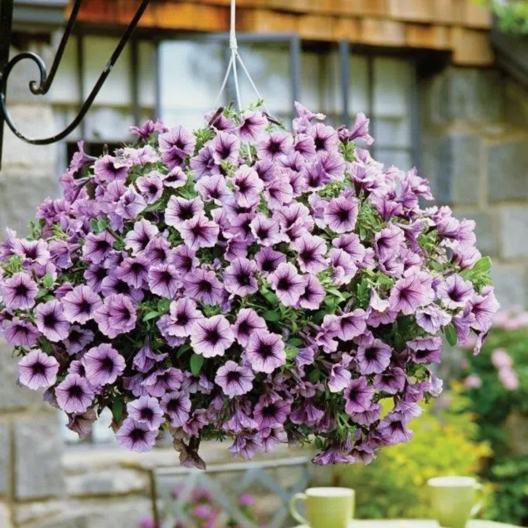 🌱Пролетна промоция🌸Семена от петунии