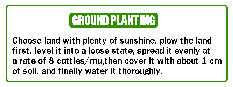 🔥 Semená kvetov štyroch ročných období – viac ako 60 zmiešaných trvácnych odrôd 🌸