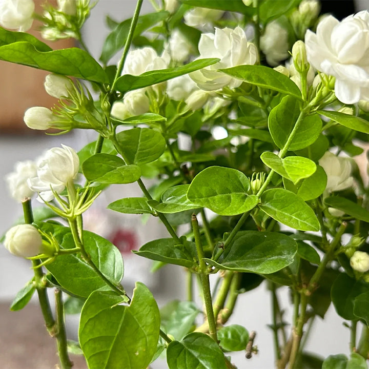 🌸Двойни семена от жасмин