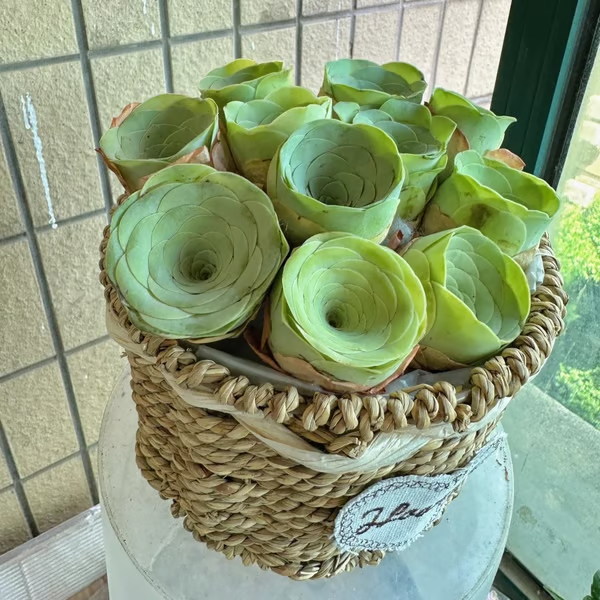 🌱 Рядка сукулентна роза – устойчива на студ и лесна за отглеждане🌹