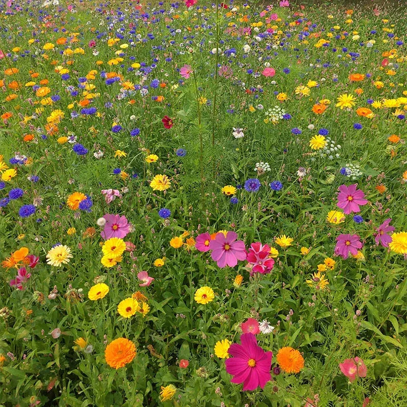 🌺Смес от многогодишни цветя за всички сезони