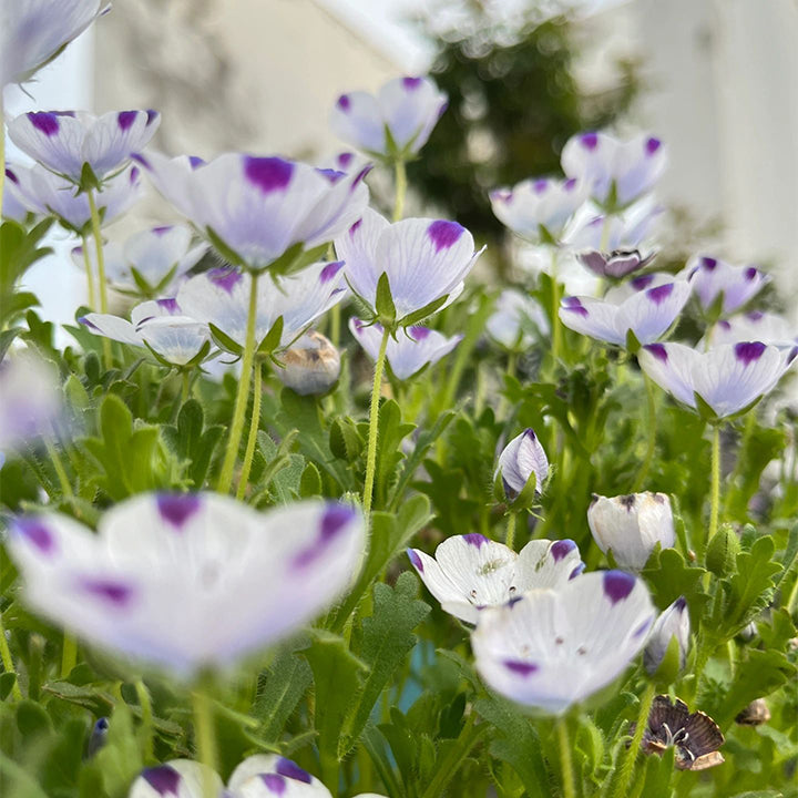 🌸рядък Семена „Бейби Блу Айс“-🌱Лесно за отглеждане