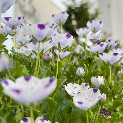 🌸рядък Семена „Бейби Блу Айс“-🌱Лесно за отглеждане