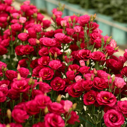 🔥 Последен ден на разпродажбата 💝 Розова еустома без бодли 💐 Семена от лизиантус