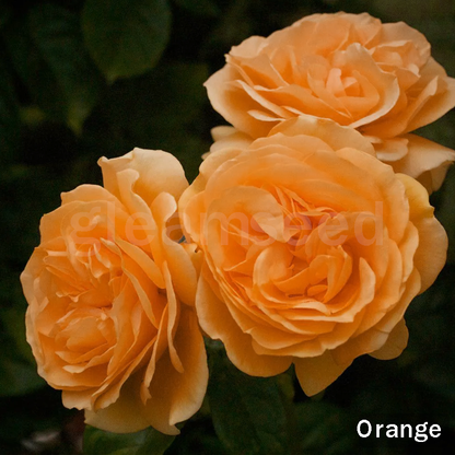 ❄️Зимна разпродажба на цветя🌸Семена от цветя на камелия – 8 романтични цвята, зимна красота в разцвет