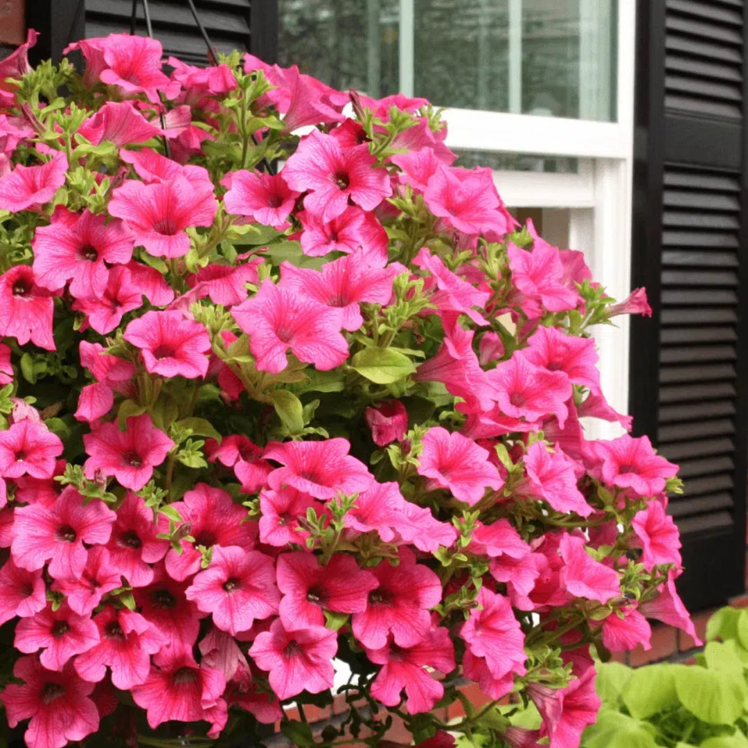 🌱Пролетна промоция🌸Семена от петунии