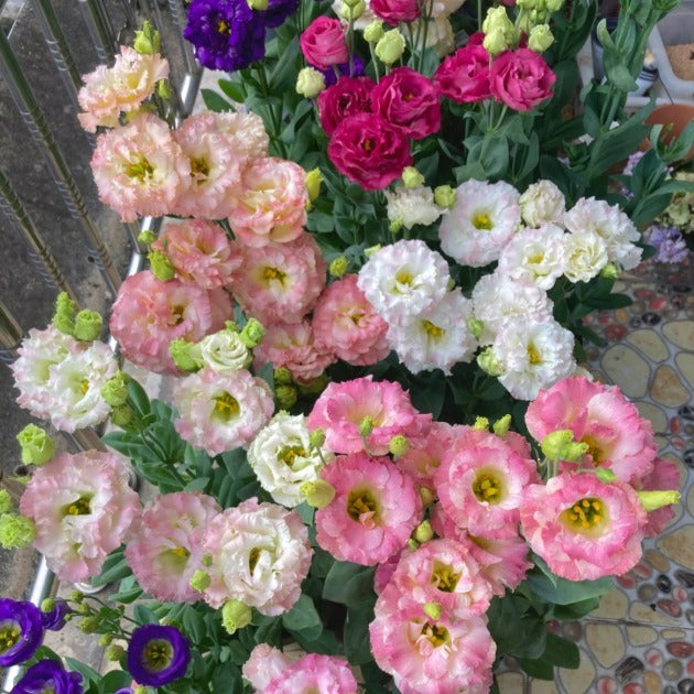 🔥2026 Най-продавано зимно цвете 🌺 Лизиантус - Искрена любов