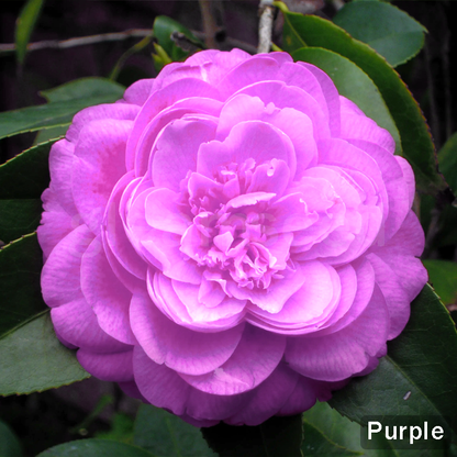 ❄️Зимна разпродажба на цветя🌸Семена от цветя на камелия – 8 романтични цвята, зимна красота в разцвет