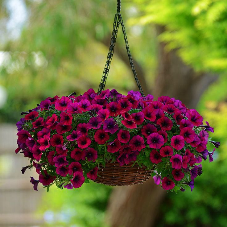 🌱Пролетна промоция🌸Семена от петунии