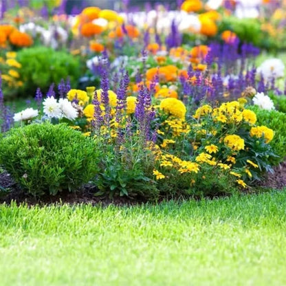 🌺Смес от многогодишни цветя за всички сезони