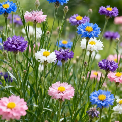 🌸 Семена от метличина – лесни за отглеждане диви цветя