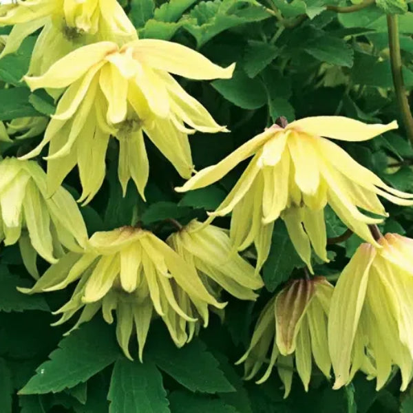 🔥Последните 24 часа – разпродажба на склад с 50% отстъпка! 🪴 Macropetala клематис ✨ Лесен за отглеждане