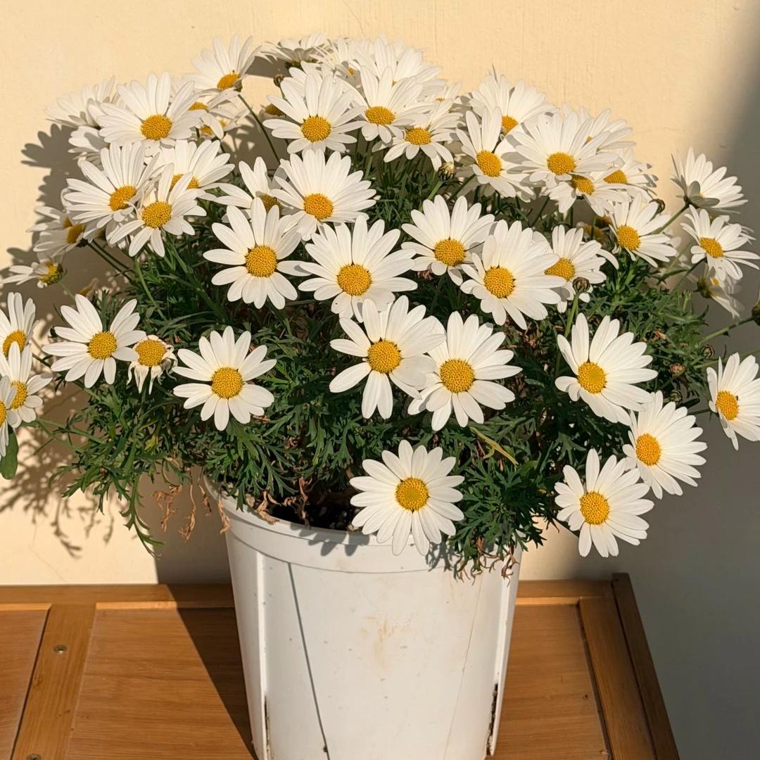 🌸Семена на маргаритка Маргерит – Повече рязания, повече цветове