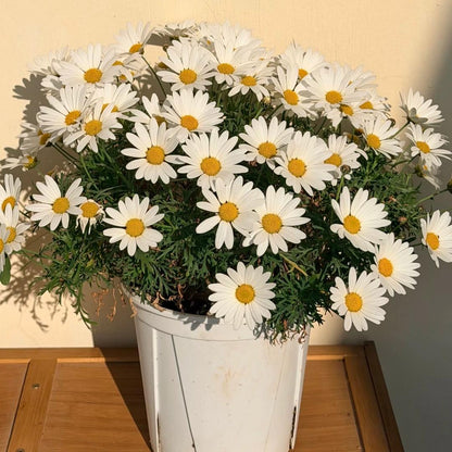 🌸Семена на маргаритка Маргерит – Повече рязания, повече цветове