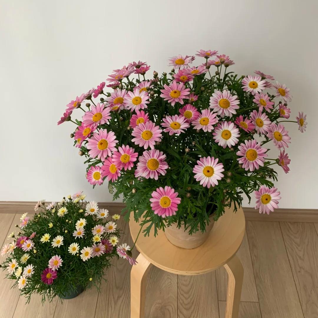 🌸Семена на маргаритка Маргерит – Повече рязания, повече цветове