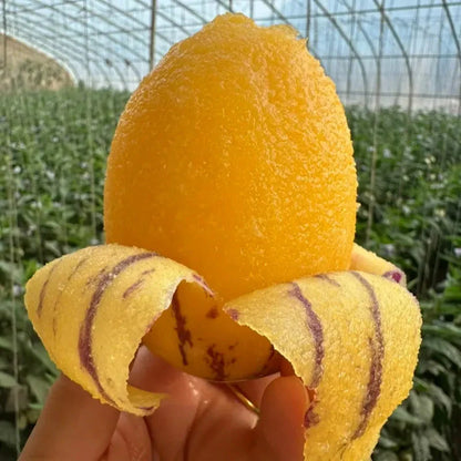 🌿✨Семена от женшен: Открийте силата на природата във вашата градина! 🔥