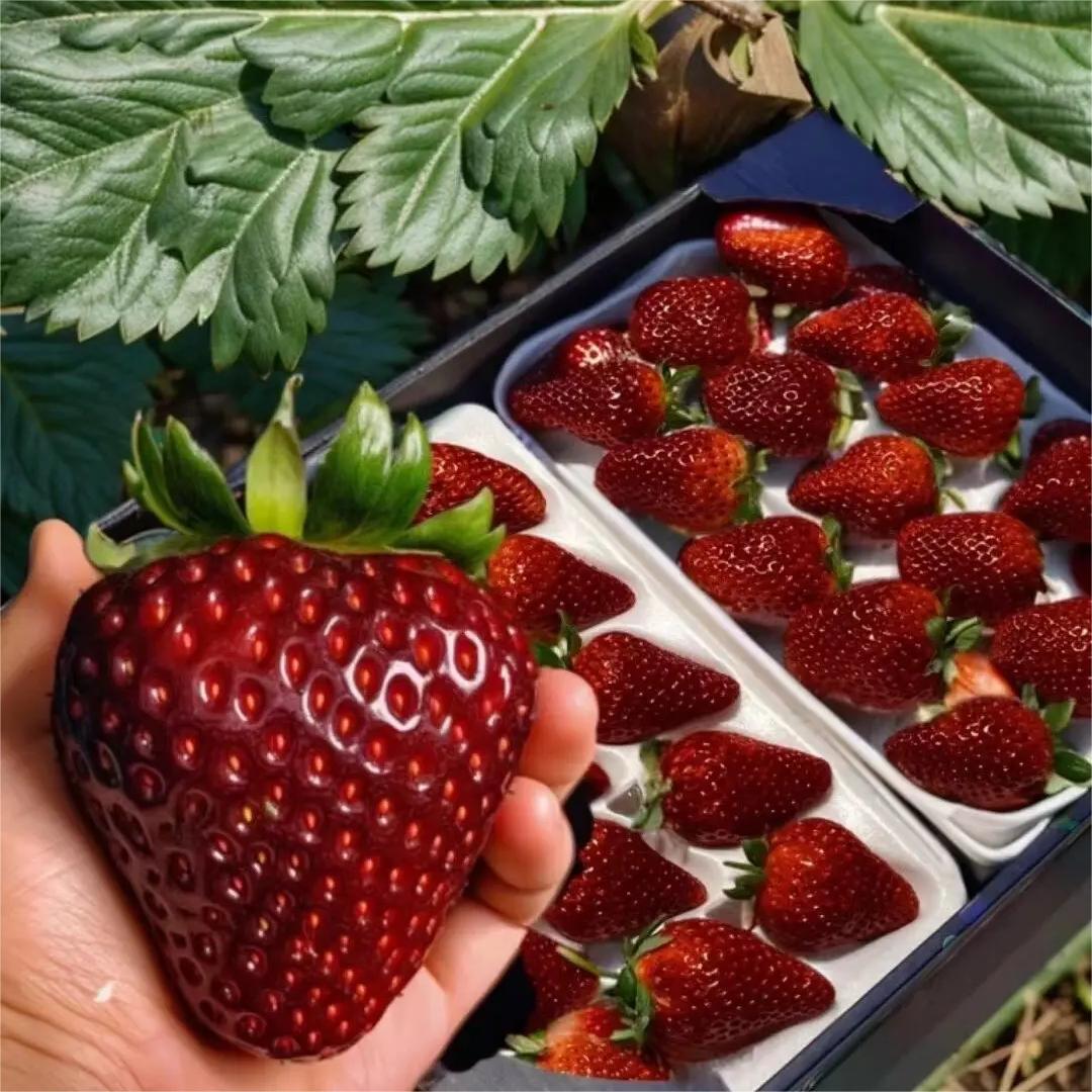 Семена от ягоди Black Pearl