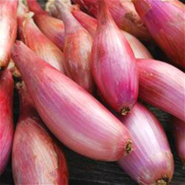 Гигантски семена от червен лук