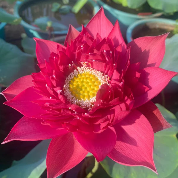 🔥[7 дни покълване]💐Свещен бонсай лотос в купа