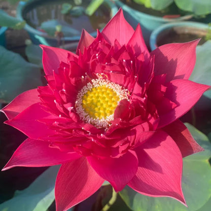 🔥[7 дни покълване]💐Свещен бонсай лотос в купа