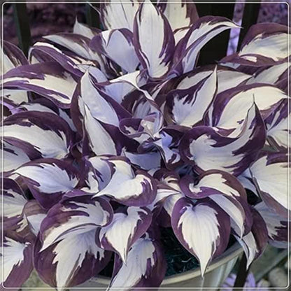 🍃Редки семена от хоста с многоцветни листа