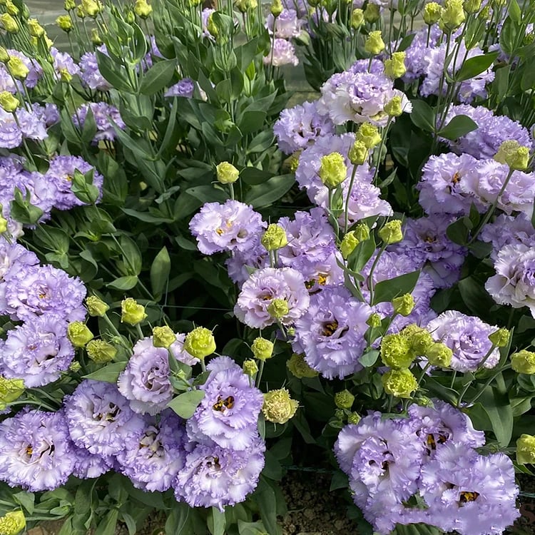 🔥 Последен ден на разпродажбата 💝 Розова еустома без бодли 💐 Семена от лизиантус