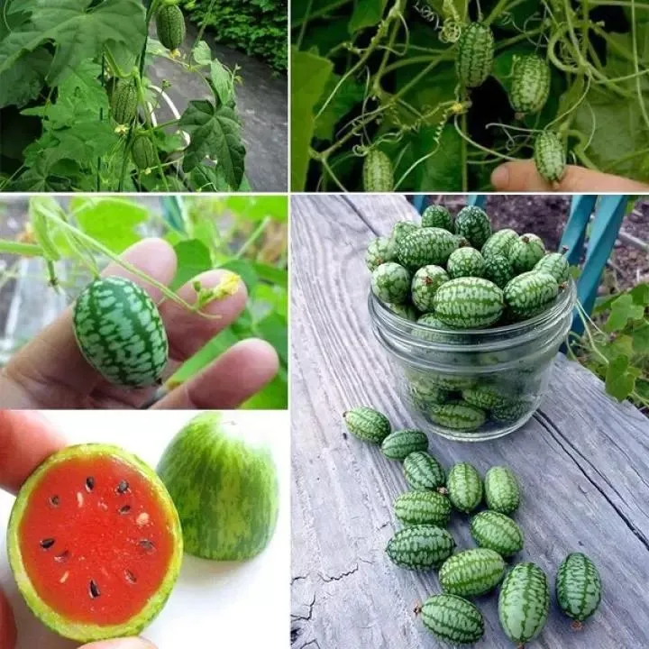 🌱Семена от бонсай пъпеш 🍉Lazy Plant Семена от пъпеш