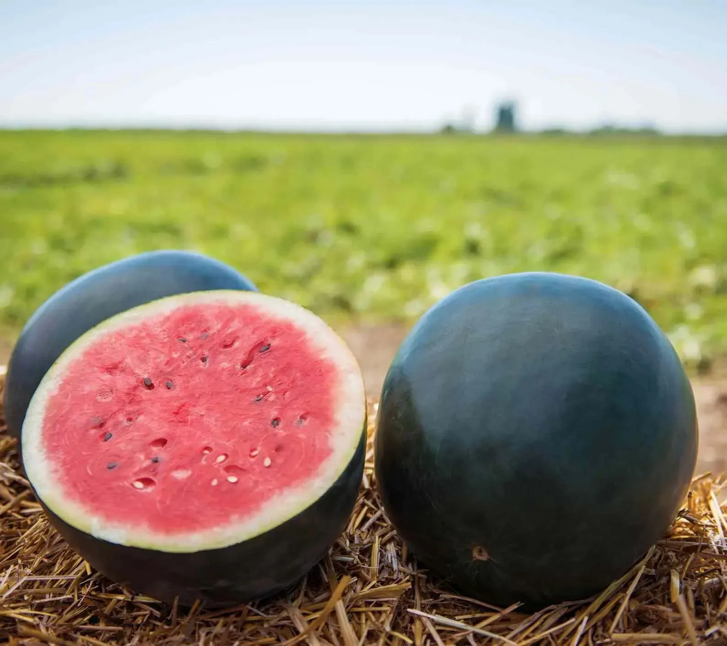 🌱Семена от бонсай пъпеш 🍉Lazy Plant Семена от пъпеш