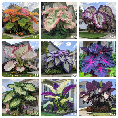 🎉Редки🌿Гигантски семена от каладий