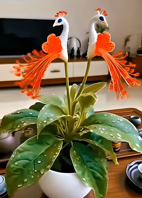 🔥Последни 3 часа: 50% отстъпка🌺 Семена от паунов цвят семе ✨Лесни за отглеждане