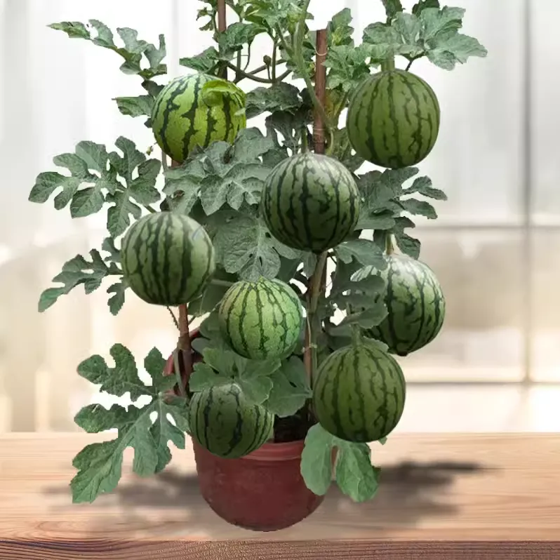 🌱Семена от бонсай пъпеш 🍉Lazy Plant Семена от пъпеш