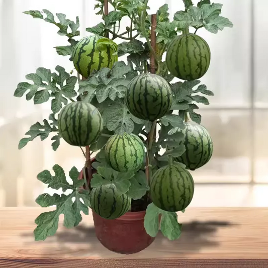 🌱Семена от бонсай пъпеш 🍉Lazy Plant Семена от пъпеш
