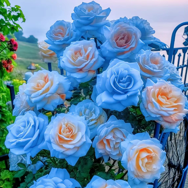 🌹 Еквадорски рози – редки рози