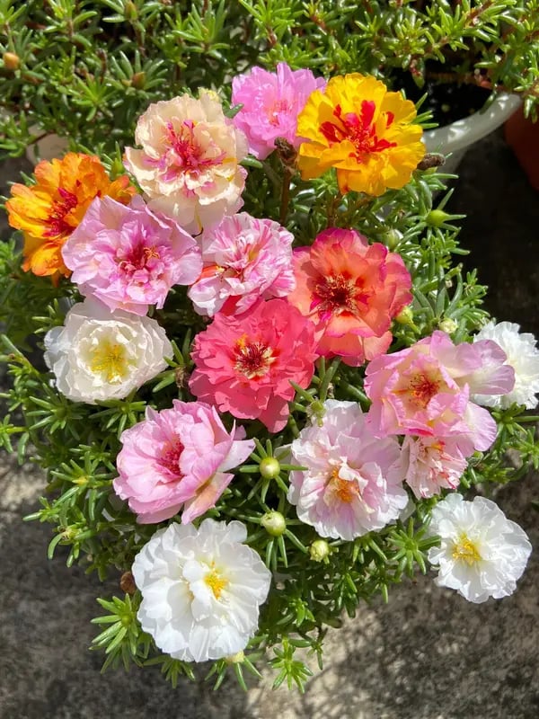 🌸 Семена от портулака (Portulaca) — 🌿 Многогодишни, голямоцъфтящи сортове / Лесни за отглеждане / Идеални за балкон и градина
