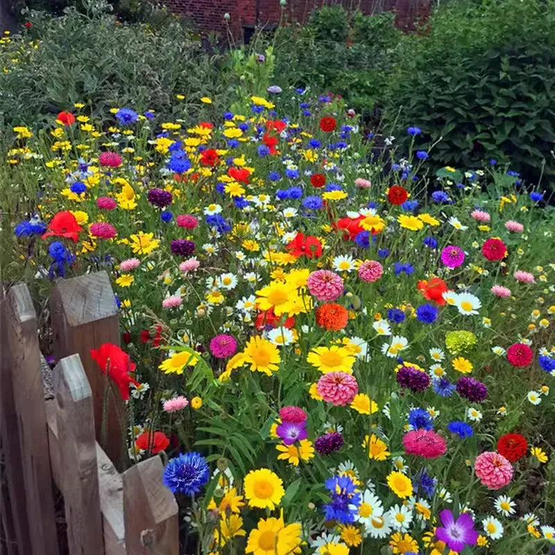 🌺Смес от многогодишни цветя за всички сезони
