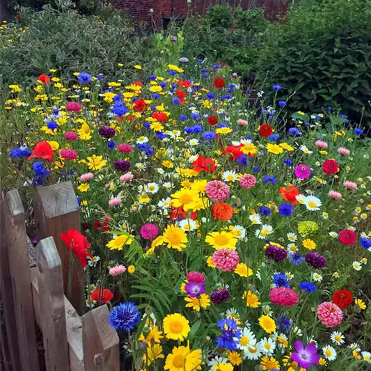 🌺Смес от многогодишни цветя за всички сезони