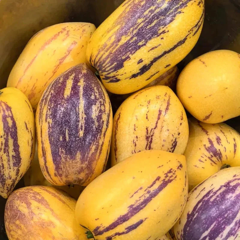 🌿✨Семена от женшен: Открийте силата на природата във вашата градина! 🔥