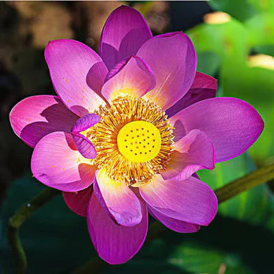 🔥[7 дни покълване]💐Свещен бонсай лотос в купа