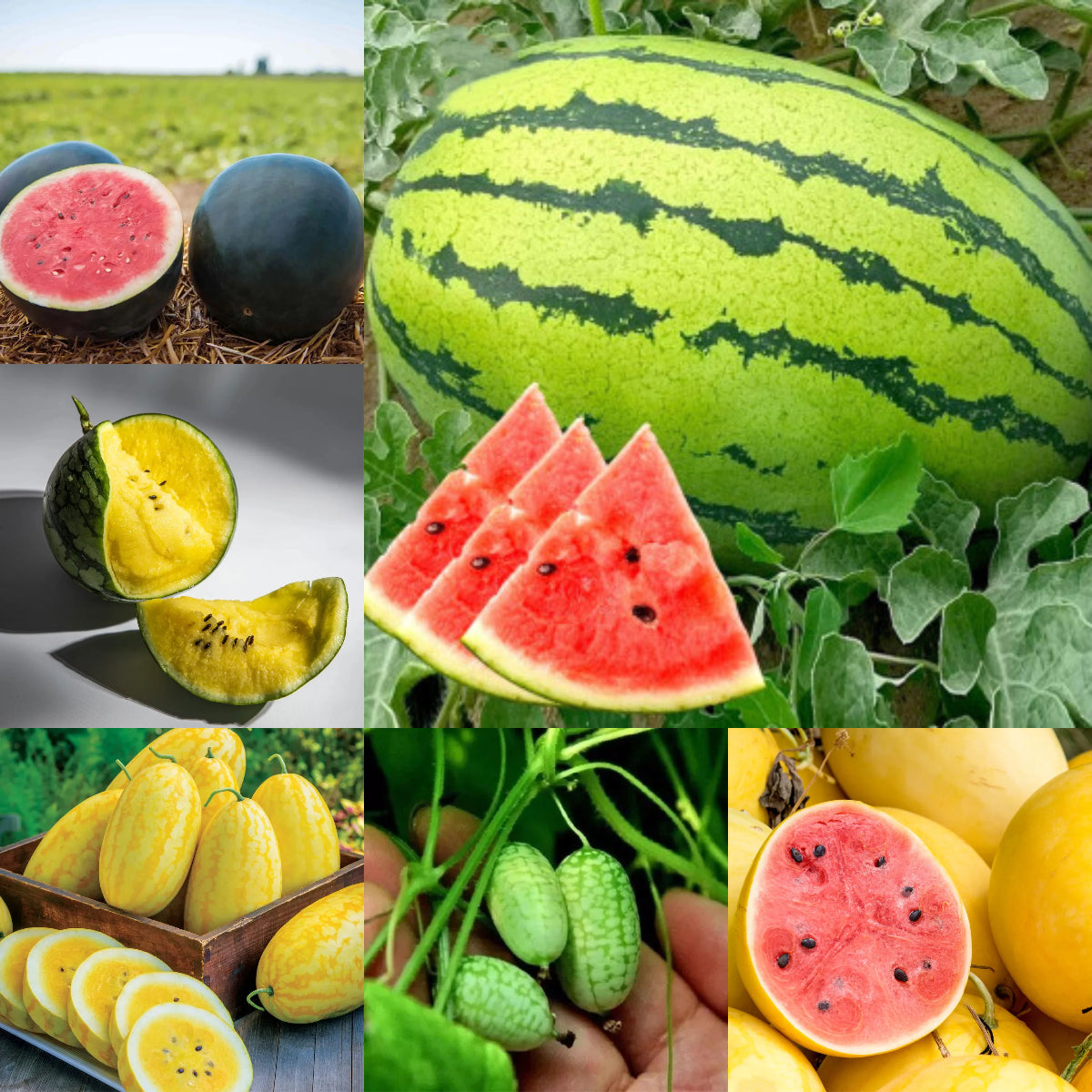 🌱Семена от бонсай пъпеш 🍉Lazy Plant Семена от пъпеш