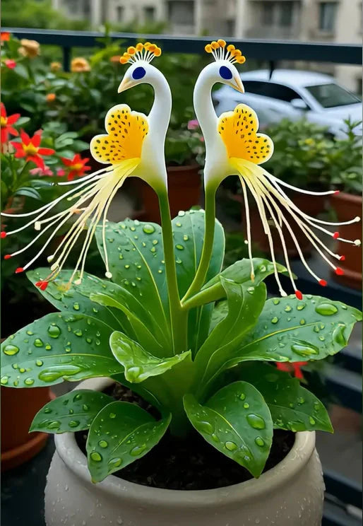 🔥Последни 3 часа: 50% отстъпка🌺 Семена от паунов цвят семе ✨Лесни за отглеждане