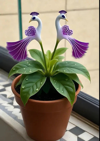 🔥Последни 3 часа: 50% отстъпка🌺 Семена от паунов цвят семе ✨Лесни за отглеждане