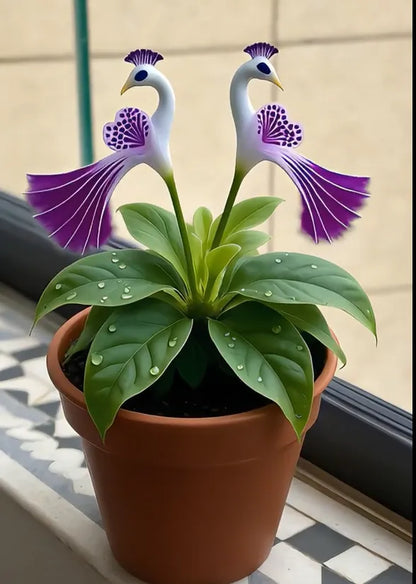 🔥Последни 3 часа: 60% отстъпка🌺 Семена от паунов цвят семе ✨Лесни за отглеждане