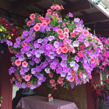 🌱Пролетна промоция🌸Семена от петунии