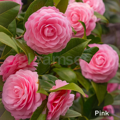 ❄️Зимна разпродажба на цветя🌸Семена от цветя на камелия – 8 романтични цвята, зимна красота в разцвет