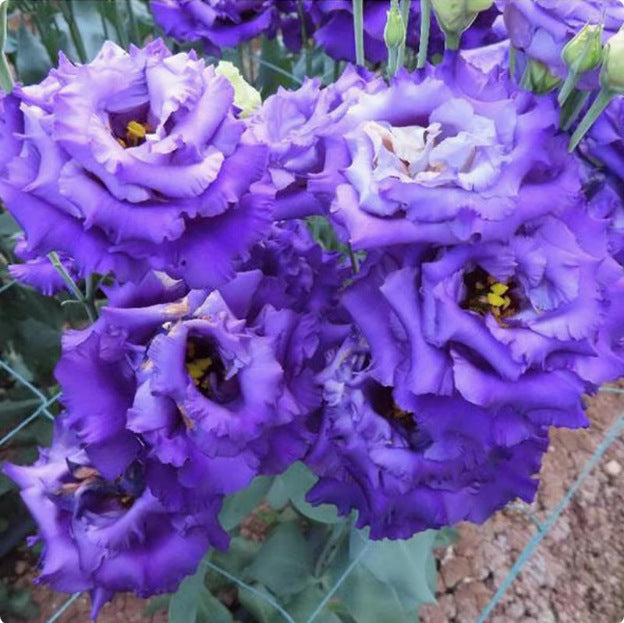 🔥 Последен ден на разпродажбата 💝 Розова еустома без бодли 💐 Семена от лизиантус