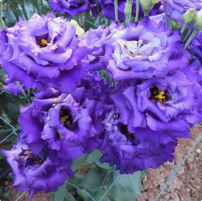 🔥 Последен ден на разпродажбата 💝 Розова еустома без бодли 💐 Семена от лизиантус