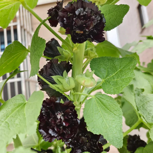 🌸 Семена на двойна ароматна ружа (Alcea розова)