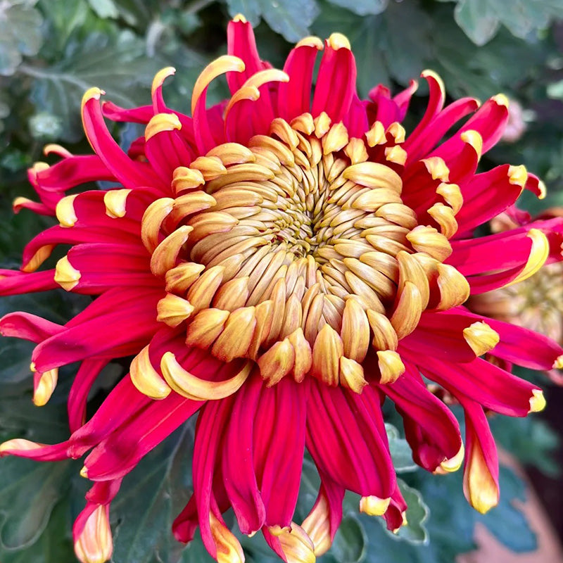 🌺Цветето на елегантността🌼Гигантски семена от хризантема