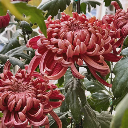 🌺Цветето на елегантността🌼Гигантски семена от хризантема